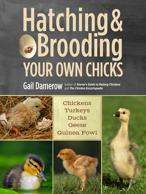 Hatching & Brooding Your Own Chicks - ebook